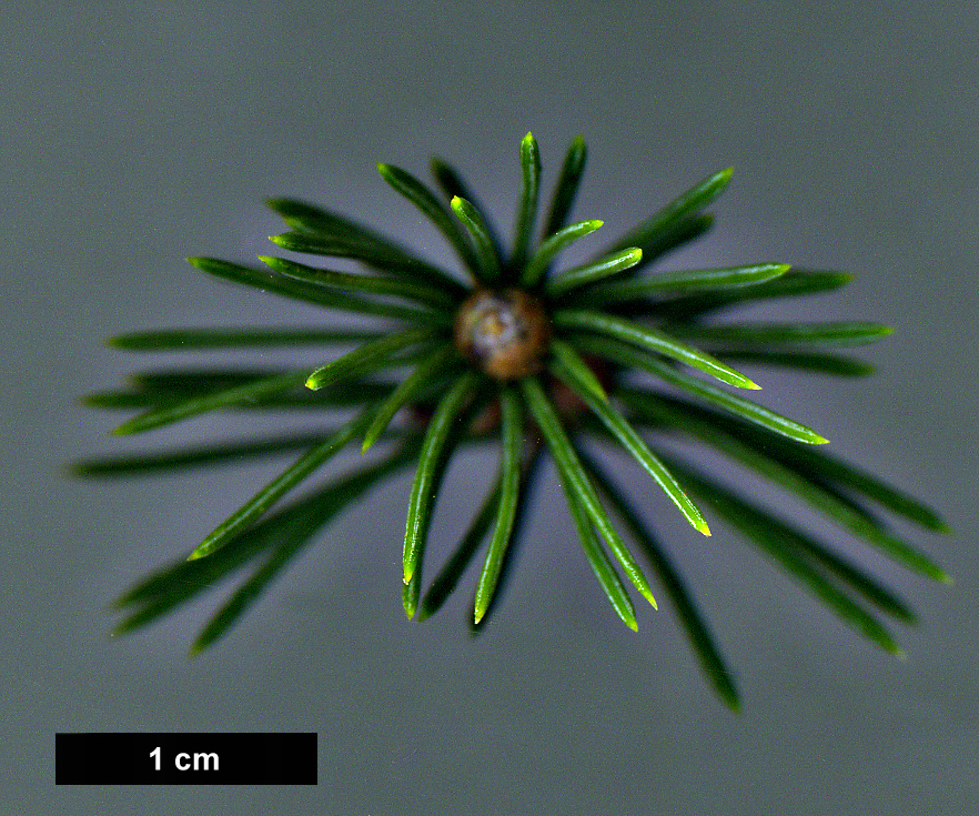 High resolution image: Family: Pinaceae - Genus: Picea - Taxon: schrenkiana - SpeciesSub: subsp. tianshanica